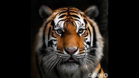 TIGER ai video generator animation ai video editing Artificial intelligence  ai art