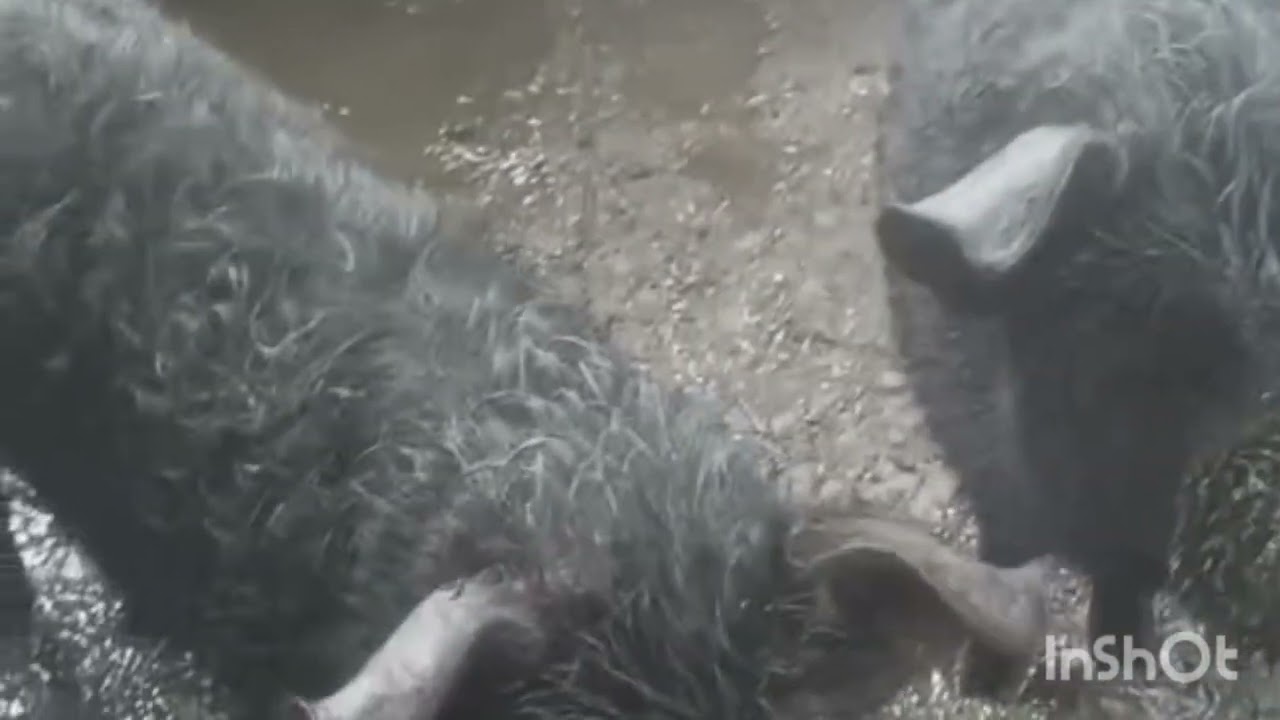 Pig farming deatails? ll in Nagaland lndia feed  cost full details