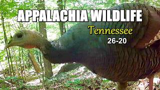 Appalachia Wildlife Video 2026-20 of AS THE RIDGE TURNS: The Foothills of the Great Smoky Mountains