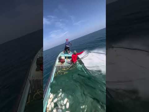 صيد السمك رمي الشبكة