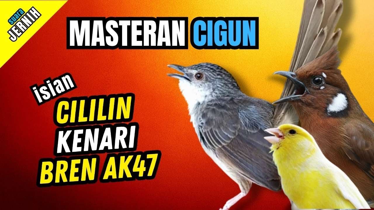Masteran Ciblek Gunung Isian Cililin, Bren Ak 47, Belalang Emas | Masteran Cigun Komplit