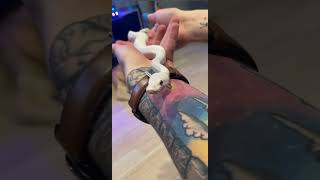 Blue eyed leucistic ball python #reptile #pets #snake #ballpython #ball #curious #blue #white 🐍🐍🐍