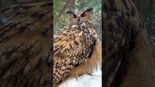Eurasian Eagle Owl.   #falconry #owl