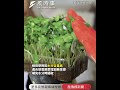 營養師推1蔬菜「纖維量完勝花椰菜」蛋白質超高還能降血糖! #時事 #健康 #飲食 #豆芽