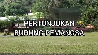 Pertunjukan Burung Pemangsa #tamansafari #tamansafariindonesia #tamansafariindonesiabogor