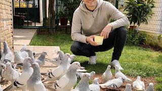 Are You Giving Your Pigeons the Wrong Water?