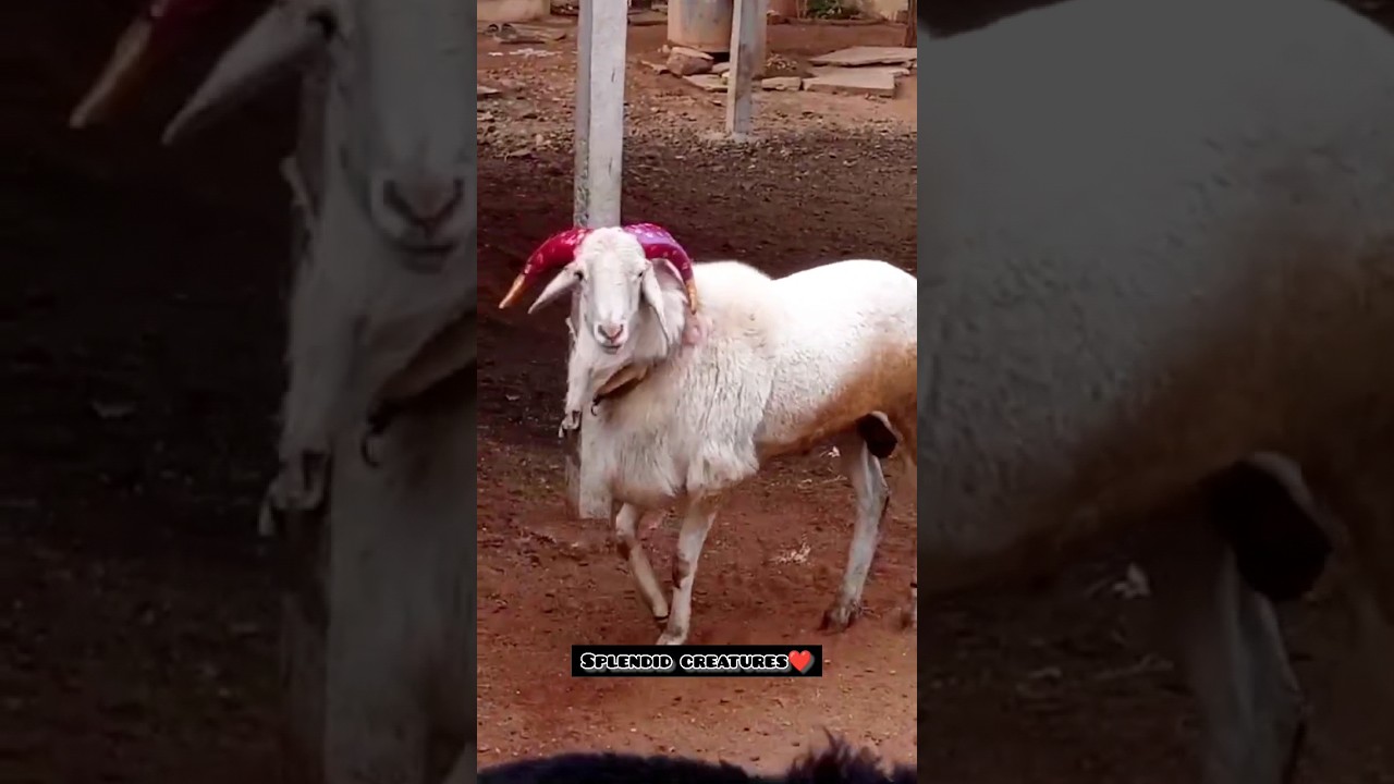 Bagalkot ka Khatarnak 😯karnataka Breed Ka Menda Spotless white colour Me.