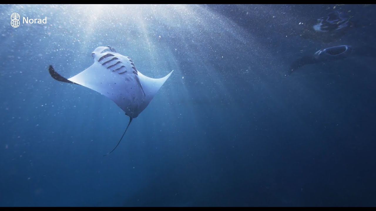 Mosambik - et hav av muligheter