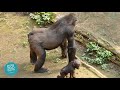 Gorilla-Jungtier Moyo wird ein Jahr alt