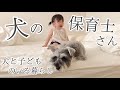 【癒し】シュナウザーが娘のベビーシッターをしてくれます【わんちゃん】