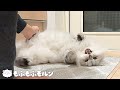 もふもふ猫のナイトルーティン 【サイベリアン】