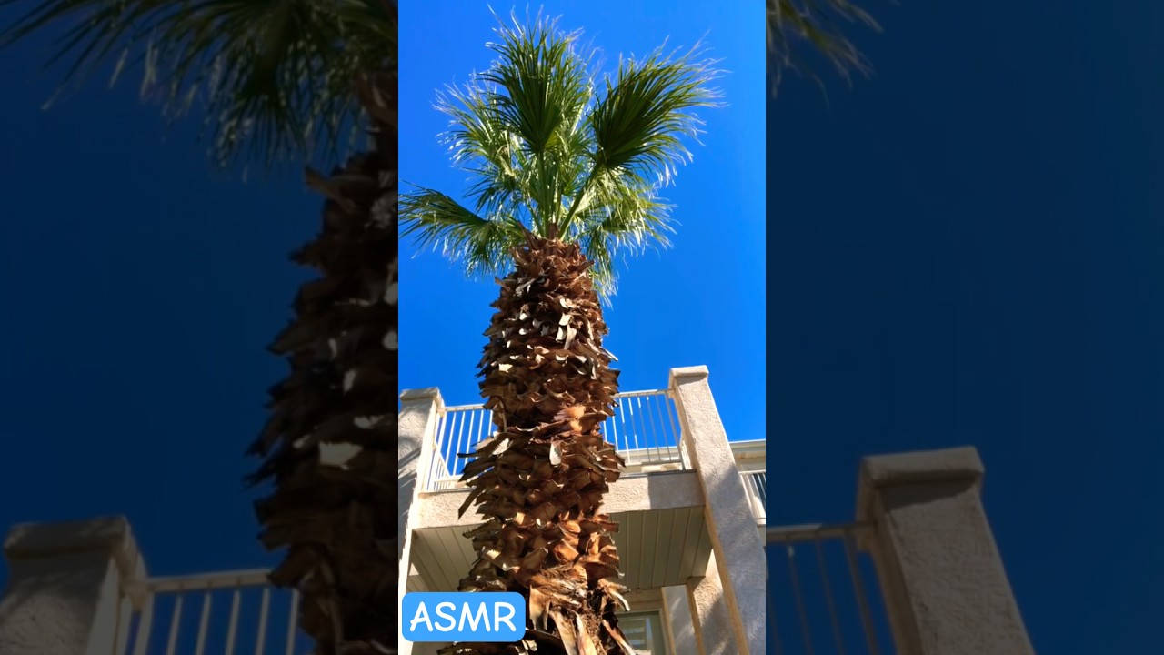 Palm Tree ASMR 🌴