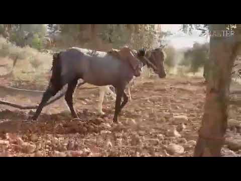 علي تجو اوسبي شر