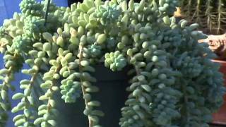 Succulent Plants For Your Home