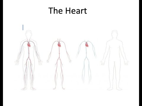 The Heart Part 1