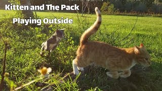 Kitten and the Pack Playing Outside