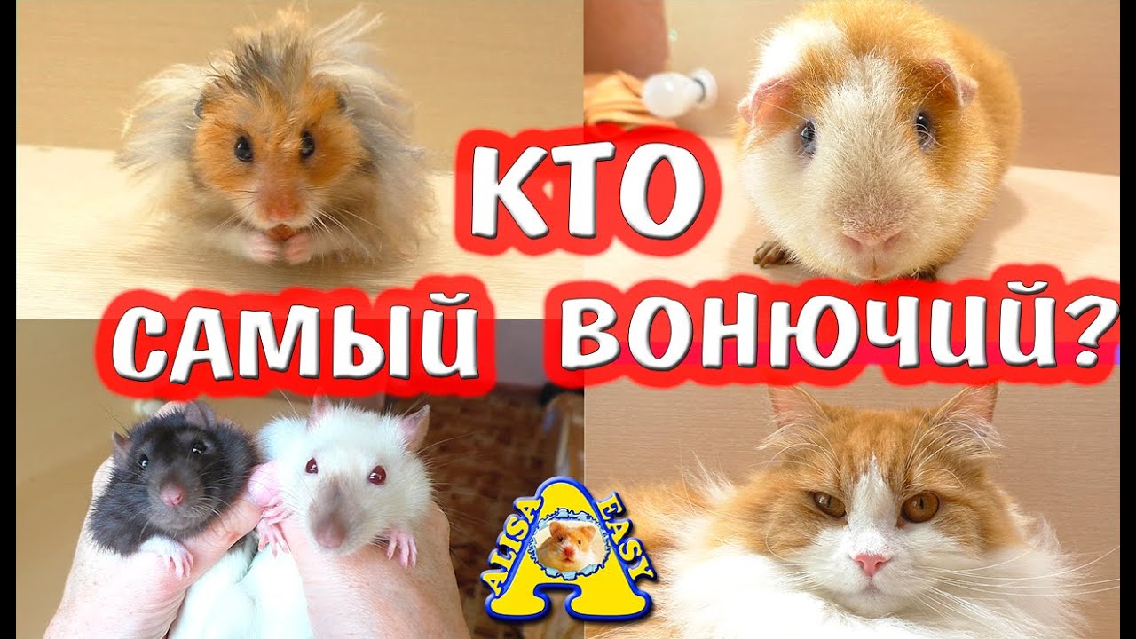 КТО САМЫЙ ВОНЮЧИЙ? / КРЫСА / ХОМЯК / МОРСКАЯ СВИНКА / МЫШЬ / КОШКА / ХОМКИ ВОНЯЮТ? / Alisa Easy Pets
