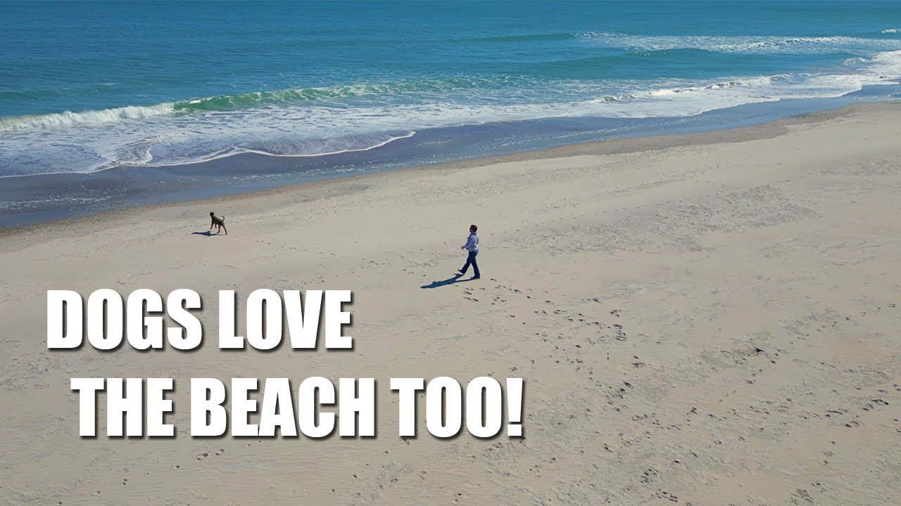 pet-friendly-beaches-topsail-island-rules-for-dogs-youtube