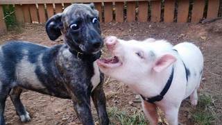 Download Lagu Unexpected Laugh with these Animals 🤣 Funny Animal Videos 2025 MP3 Download Lagu Unexpected Laugh with these Animals 🤣 Funny Animal Videos 2025 MP3