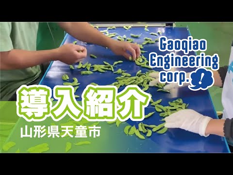枝豆精選別機導入事例（山形県天童市）