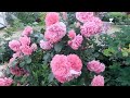 Цветение роз и других растений