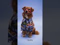 O cão carteiro que deu a volta ao mundo sozinho.