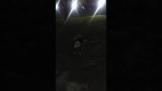 American Pit Bull Terrier Old School Watchdog Pitbulltripelgrandson Of Alex Padillas Buster N Paris