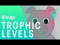 Trophic Levels and Food Chains in Ecosystems