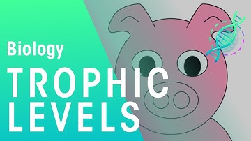 What Are Trophic Levels? | Ecology & Environment | Biology | FuseSchool