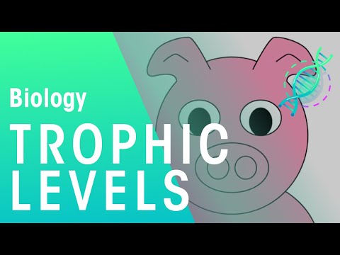 What Are Trophic Levels? | Ecology & Environment | Biology | FuseSchool