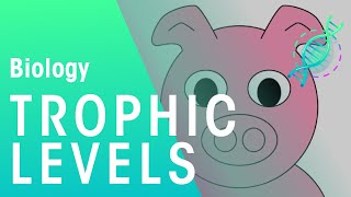 What Are Trophic Levels? | Ecology & Environment | Biology | FuseSchool