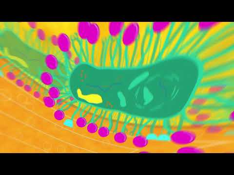 Video: 10 Galamērķi Bez Zikas Bez Medusmēneša