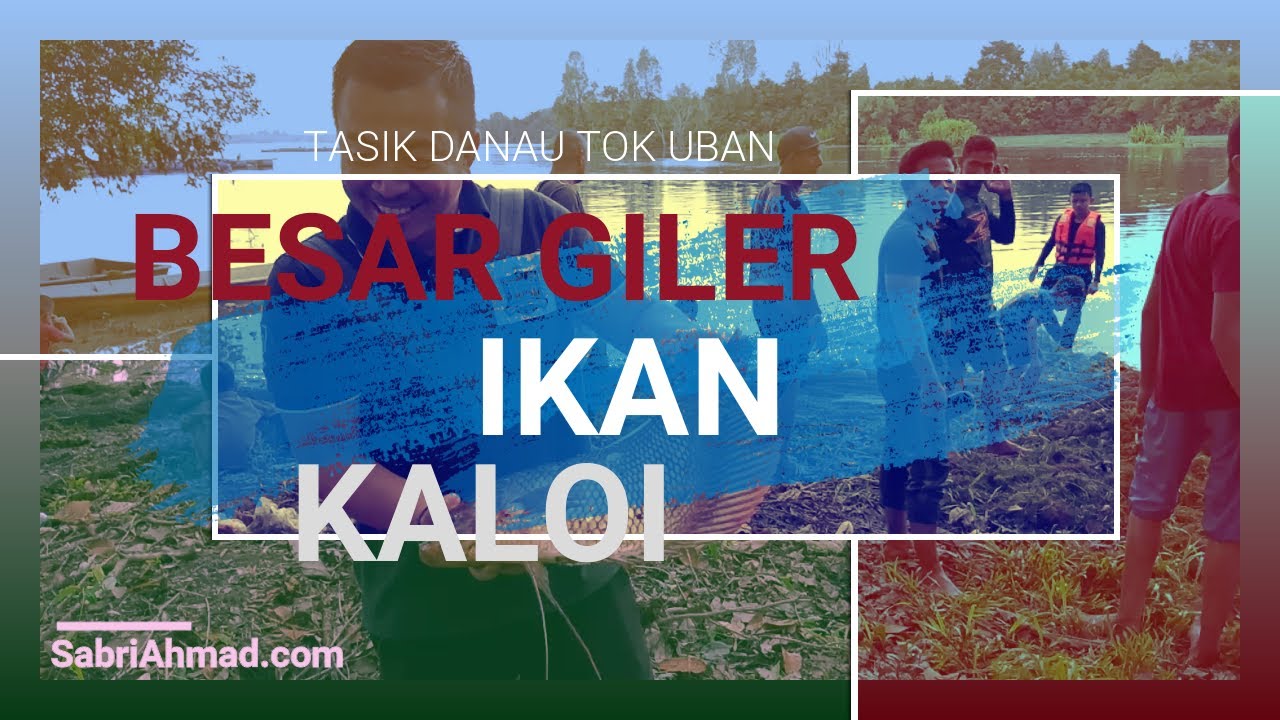 Besar Giler Ikan Kaloi Di Tasik Danau Tok Uban Pasir Mas Episod 2 Kembara Khalifah Youtube