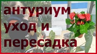 видео Цветок мужское счастье. Антуриум уход в домашних условиях