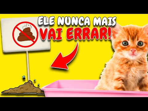 Como ensinar gato filhote a usar caixa de areia