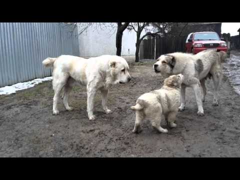 Central Asian Shepherd Dog  Stredoázijský ovčiak kennel Bukovina Tatry