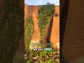 Why Letting Vines Grow on Your Wall Is a Bad Idea