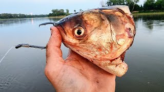 Catfishing with CARP FOR BAIT!! (Biggest I've Ever Caught)