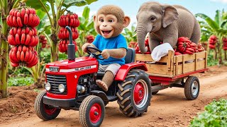 Monkey BoBo’s Red Banana Harvest Turns Urgent—An Elephant Trapped Under a Fallen Tree! 🐘😱