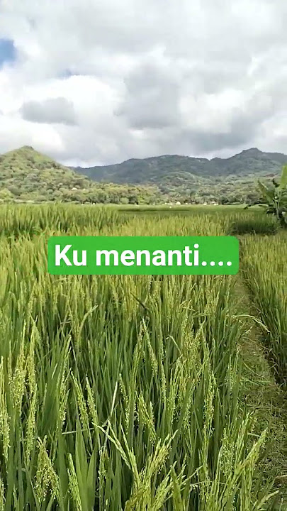 penantian yang tak lama lagi..#desa #sawah #sawah #pertanian
