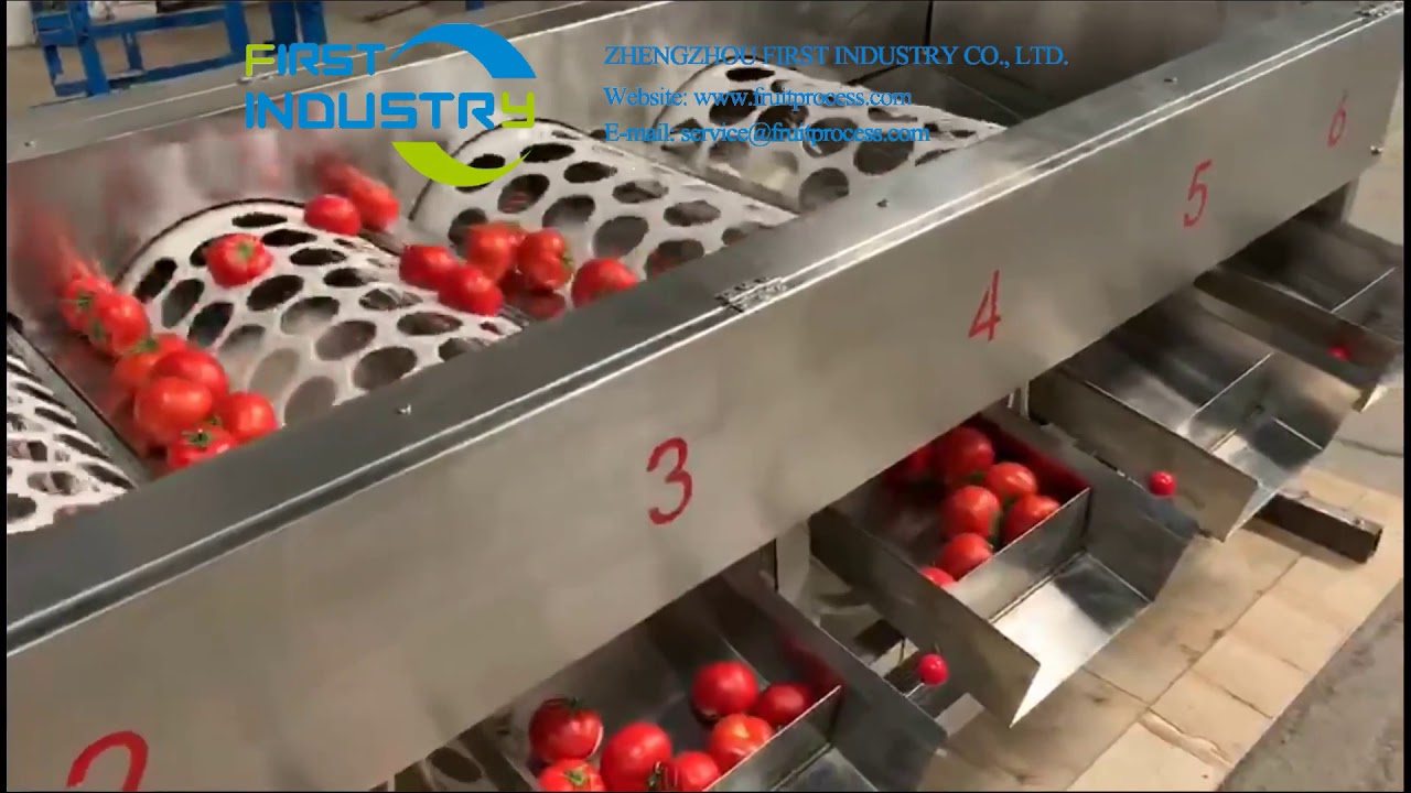 stainless steel tomato sizing machine, tomato classifier - YouTube