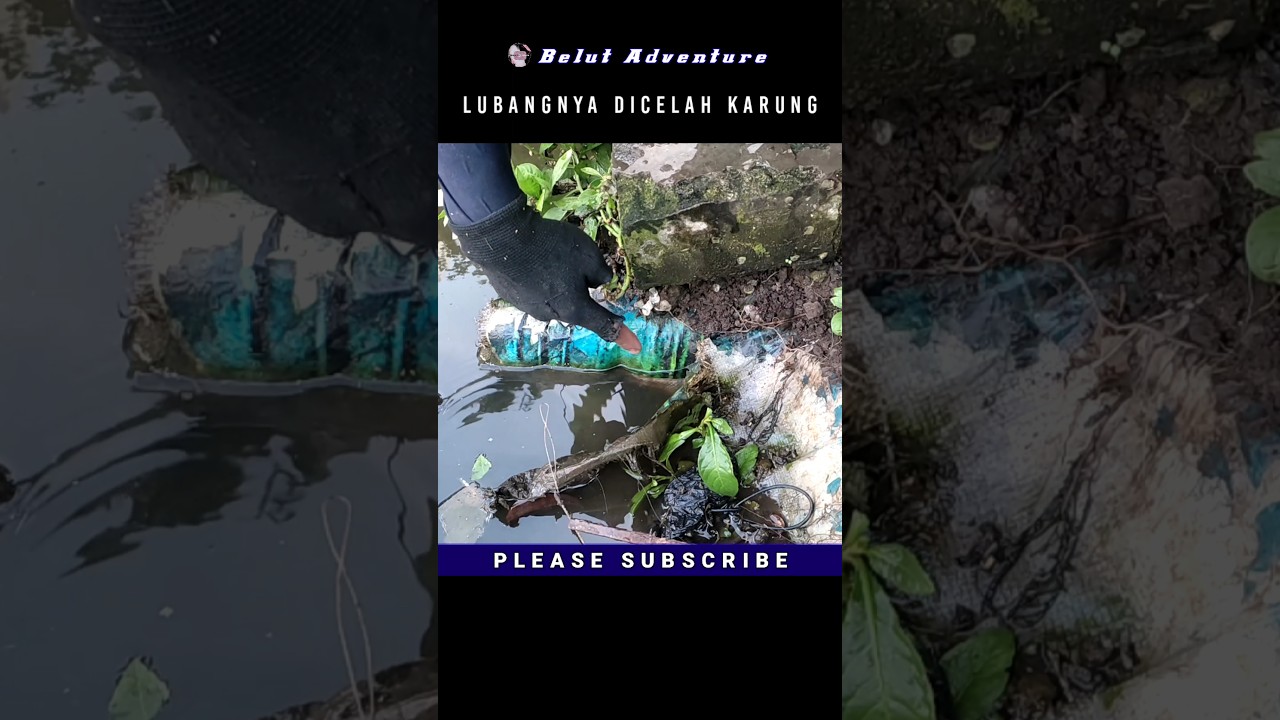 MANCING BELUT BESAR DICELAH KARUNG❗ 