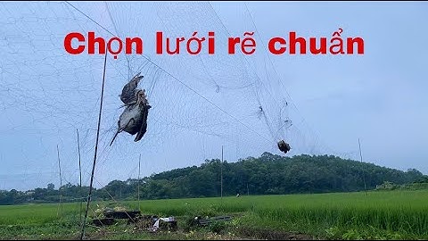 Kinh nghiệm chọn mua lưới Bẫy Chim Rẽ giun
