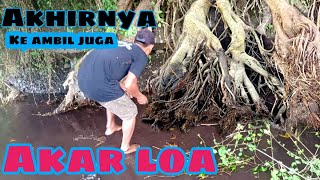 Download lagu berburu akar loa, pohon loa di pinggir sungai, loa bonsai #belajarbonsai #pemula #berburubonsai