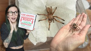 Attention HATERS: Aphonopelma are NOT BORING ~ UNBOXING my NEW FAVORITE TARANTULAS from Tom P. by tarantula kat 19,081 views 1 month ago 11 minutes, 25 seconds