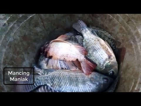 mancing-ikan-nila-besar-dapat-satu-ember