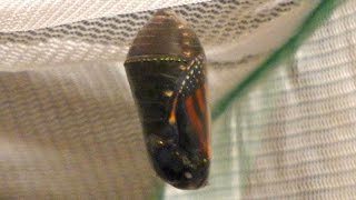 Birth of a Monarch