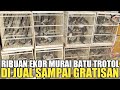 SADIS GILA ! MURAI BATU TIADA HARGA DI OBRAL SAMPAI GRATISAN, APBN BNR 975RB AN, KIOS ALHAMDULILLAH