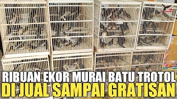 SADIS GILA ! MURAI BATU TIADA HARGA DI OBRAL SAMPAI GRATISAN, APBN BNR 975RB AN, KIOS ALHAMDULILLAH