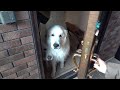 お利口にお留守番をしたのでたっぷり甘えるルンルンとアラン　Great Pyrenees　グレートピレニーズ